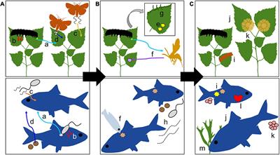 Risk-Induced Trait Responses and Non-consumptive Effects in Plants and Animals in Response to Their Invertebrate Herbivore and Parasite Natural Enemies